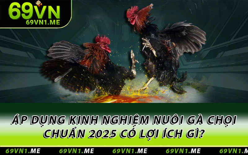 Áp dụng kinh nghiệm nuôi gà chọi chuẩn 2025 có lợi ích gì?