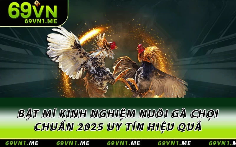Bật Mí Kinh Nghiệm Nuôi Gà Chọi Chuẩn 2025 Uy Tín Hiệu Quả