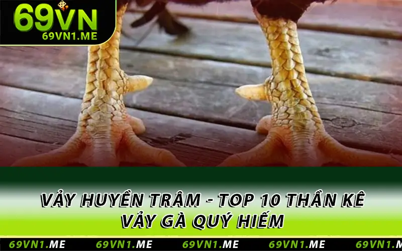 Vảy huyền trâm - Top 10 thần kê vảy gà quý hiếm